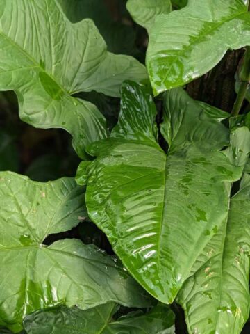 Alternative view of Lg. Steyermarkii Happy Hands Plant (syngonium)