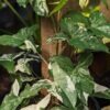 White Knight Albo Variegata Arrowhead Plant (syngonium)