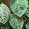 Winter Frost, Frosted Heart Arrowhead Plant (syngonium macrophyllum)