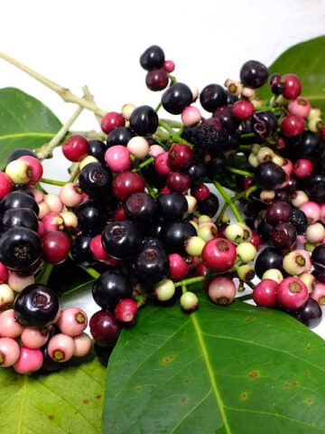 Alternative view of Lg. Black Java Plum Tree (syzygium cumini)