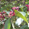 Lg. Black Java Plum Tree (syzygium cumini)