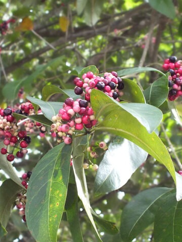 Lg. Black Java Plum Tree (syzygium cumini)