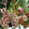 Lg. Wax Jamboo Tree (syzygium javanicum)