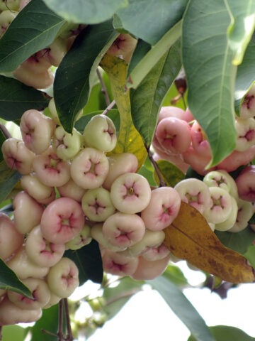 Lg. Wax Jamboo Tree (syzygium javanicum)