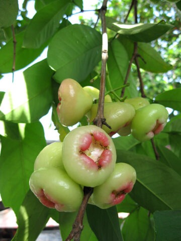 Lg. Malay Apple Tree (syzygium malaccense) - Image 3