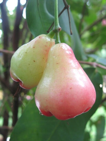 Lg. Malay Apple Tree (syzygium malaccense) - Image 4
