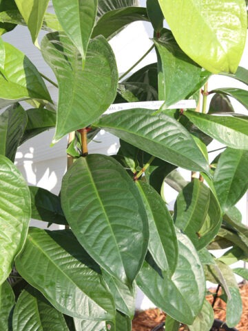 Lg. Malay Apple Tree (syzygium malaccense) - Image 5