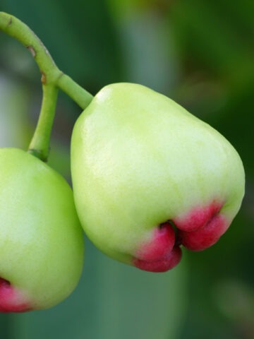 Lg. Malay Apple Tree (syzygium malaccense)
