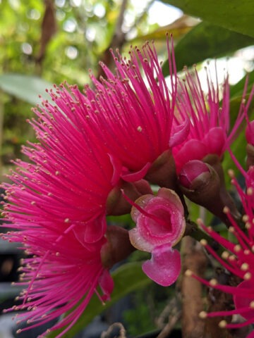Alternative view of Lg. Malay Apple Tree (syzygium malaccense)