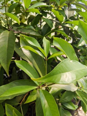 Lg. Malay Apple Tree (syzygium malaccense) - Image 6