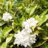 Lg. Variegated Double Crepe Jasmine Plant (tabernaemontana divaricata)