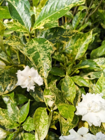 Alternative view of Lg. Variegated Double Crepe Jasmine Plant (tabernaemontana divaricata)