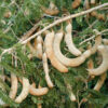 Lg. Sweet Tamarind Tree (tamarindus indica)