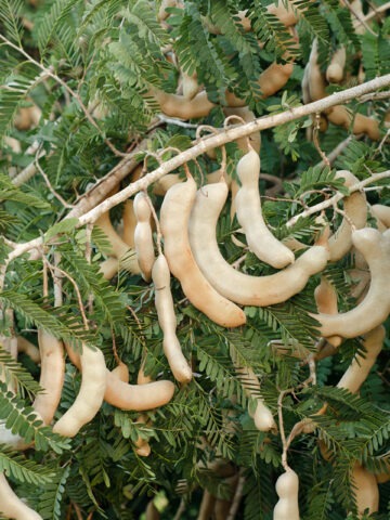 Lg. Sweet Tamarind Tree (tamarindus indica)