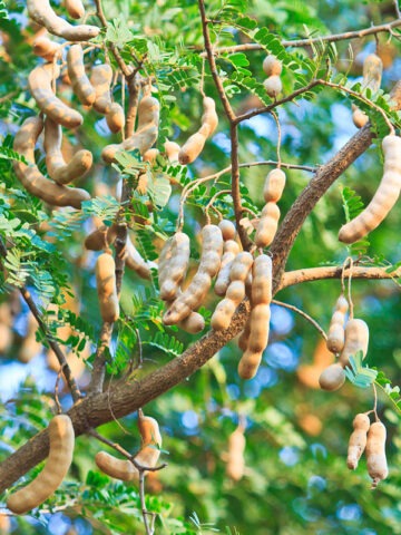 Alternative view of Lg. Sweet Tamarind Tree (tamarindus indica)