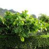 Lg. Tropical Almond Tree (terminalia cattapa)