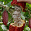 Lg. Real Chocolate Tree (theobroma cacao)