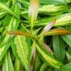 Lg. Showy Bi-Color Golden Penda Tree (xanthostemon chrysanthus bc)