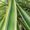 XL Giant Hawaiian Gold Giant Yucca (yucca elephantipes)