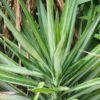 Lg. Spineless Silver Giant Yucca Plant (yucca elephantipes)