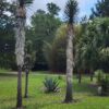 Lg. Multi-Headed Dragon Yucca Tree (yucca filifera)