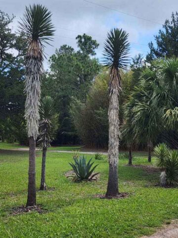 Lg. Multi-Headed Dragon Yucca Tree (yucca filifera)