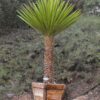 Lg. Long Leaf Spanish Dagger Yucca Plant (yucca torreyi)