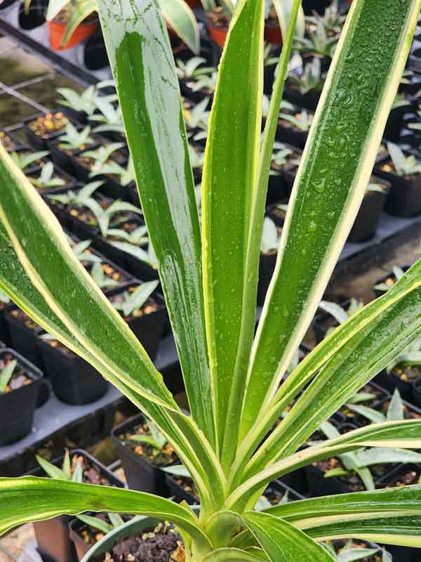 Lg. Tropical Variegated Spanish Dagger Yucca Plant (yucca aureamarginata) - Image 7