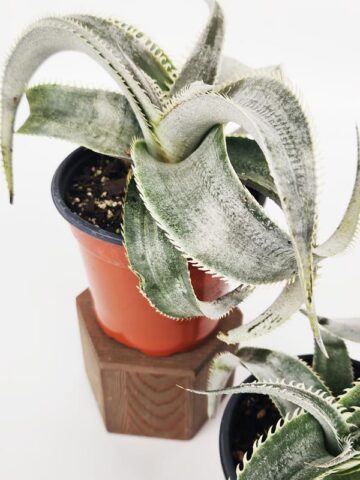 Lg. Rare Marnier-Lapostollei Desert Dyckia Plant (bromeliad-like) - Image 4