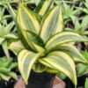 Morning Sunshine Snake Plant (Sansevieria trifasciata Golden)