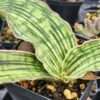 New Introduction Cleopatra Snake Plant (sansevieria pulchra hybrid)