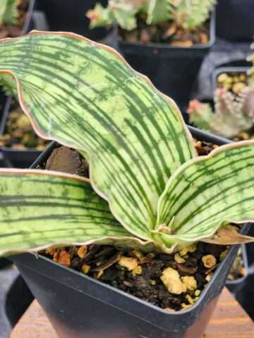 New Introduction Cleopatra Snake Plant (sansevieria pulchra hybrid)