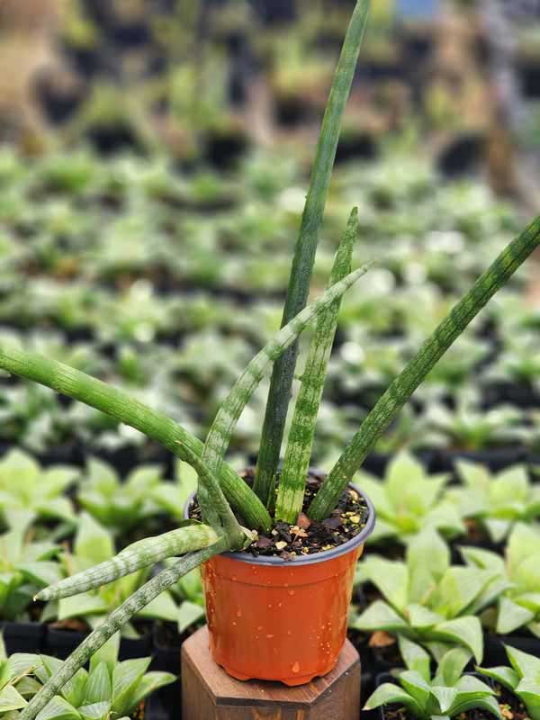 Lg. Captivating Cylindrica Snake Plant (sansevieria) - Image 4