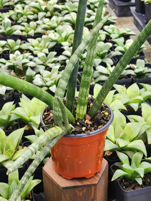 Lg. Captivating Cylindrica Snake Plant (sansevieria) - Image 3