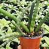 Lg. Captivating Cylindrica Snake Plant (sansevieria)