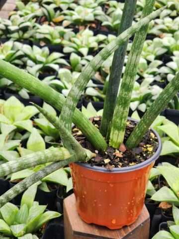 Lg. Captivating Cylindrica Snake Plant (sansevieria)