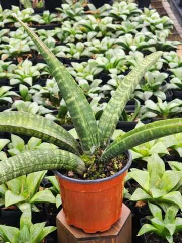 Alternative view of Lg. Limited Cylindrica Verticularis Snake Plant (sansevieria)
