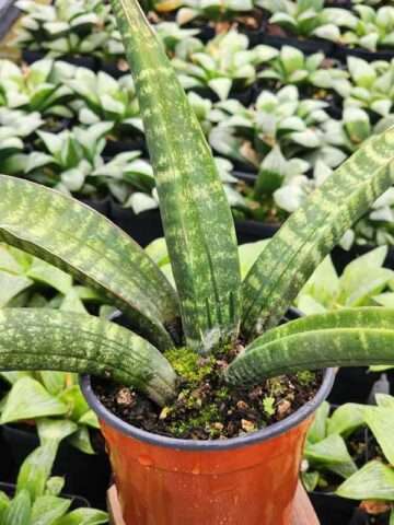 Lg. Limited Cylindrica Verticularis Snake Plant (sansevieria)
