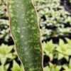 Lg. Showy Fischeri Leopard Bat Snake Plant (sansevieria)