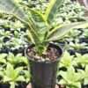 Lg. Medium Sized Futura Superba Snake Plant (sansevieria)