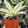 Lg. Rare Gabrilla White Snake Plant (sansevieria hybrid)