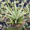 Lg. Lady Diamond Snake Plant (sansevieria)