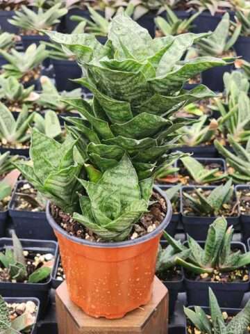 Lg. Compact Mahanakorn Snake Plant (sansevieria hybrid)
