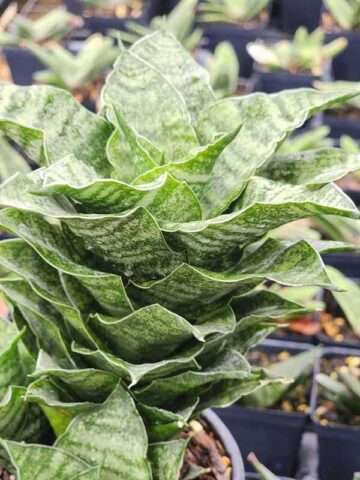 Alternative view of Lg. Compact Mahanakorn Snake Plant (sansevieria hybrid)