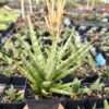 New Caespitosa Snake Plant (sansevieria hybrid)