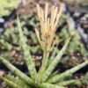 Lg. New Caespitosa Snake Plant (sansevieria hybrid)