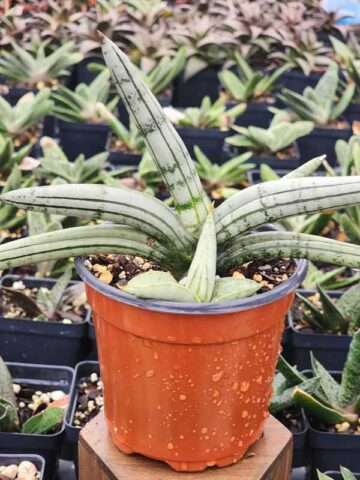Lg. Out Post Snake Plant (sansevieria hybrid)