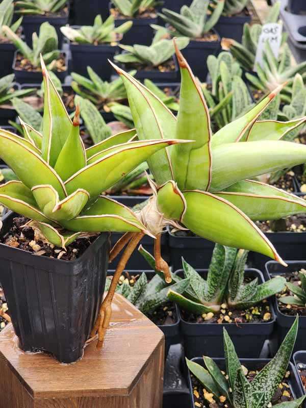 Unusual Walking Pinguicula Snake Plant (sansevieria) - Image 4