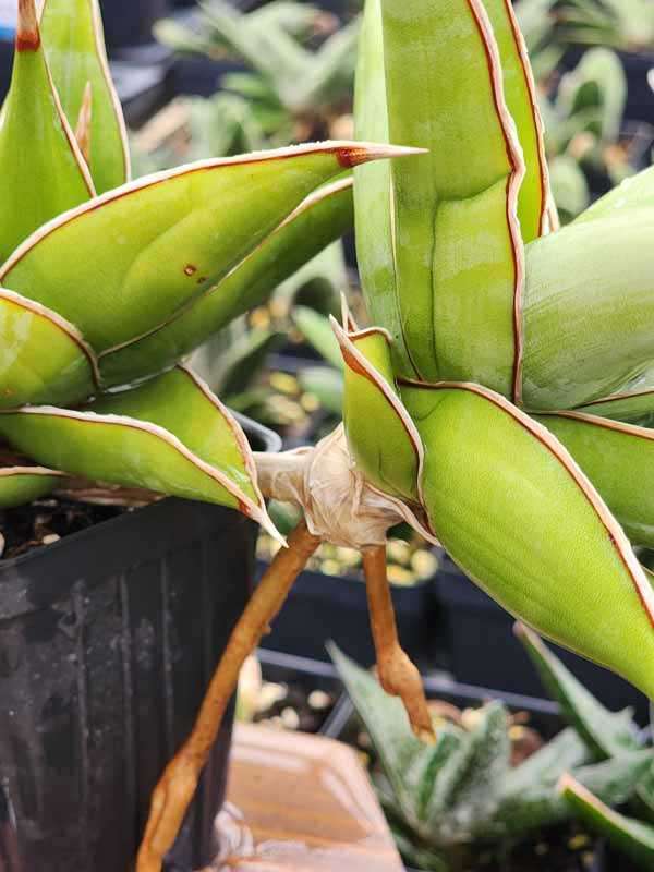 Unusual Walking Pinguicula Snake Plant (sansevieria) - Image 2