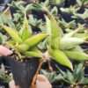 Unusual Walking Pinguicula Snake Plant (sansevieria)